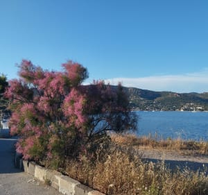 De la baie d'Agay au coeur de l'Esterel - Jean-pierre - 2