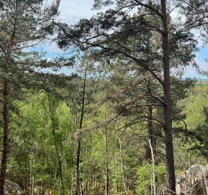 La + chouette rando d’Île de France - Fontainebleau - 2
