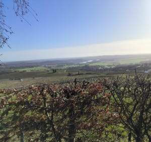 Balade à travers le vignoble de Sancerre - Sancerre - 2