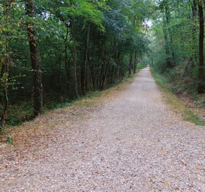 Découverte de la forêt de Pechbonnieu - Pechbonnieu - 2