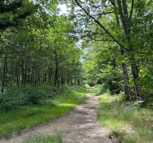 Le sentier de la Biche - Feytiat - 2
