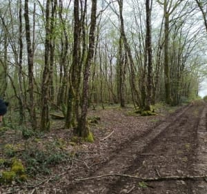 Chemins vers le château de Sansac - Chassiecq - 2