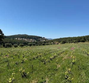 De zandduin van Saint-Cyr-sur-Mer, bij de Gâche - Saint-Cyr-sur-Mer - 2