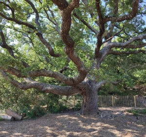 Parc de Pichauris - Allauch - 2