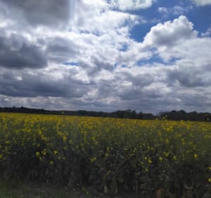 Dammarie sur Loing ,entre le Loiret et l'Yonne - Daniel  - 4