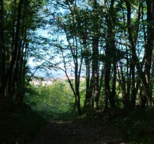 Sentier du Friquet à Aurignac - Aurignac - 2
