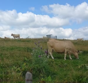 Wandel ten noordwesten van Nasbinals - Nasbinals - 2