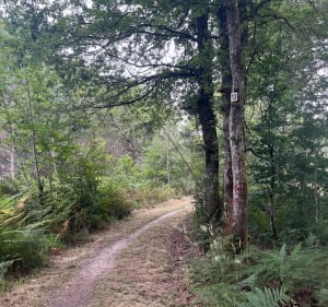 Forêt de Migelane - Martillac - 5