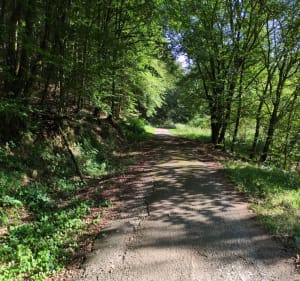 Boucle en forêt à Graufthal - Matthieu - 3