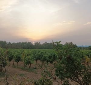 Balade entre vignes et Aude Saint-Couataise - Saint-Couat-d'Aude - 2