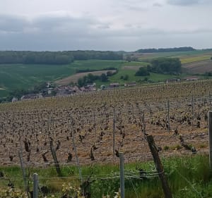 Balade dans les vignes à Essômes-sur-Marne - Essômes-sur-Marne - 2