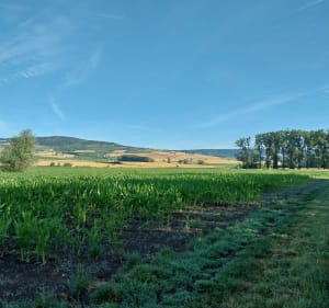 Balade dans les champs à La Sauvetat - La Sauvetat - 2