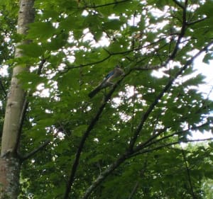 Balade au bord de l'Ill au départ de Didenheim - Brunstatt-Didenheim - 2