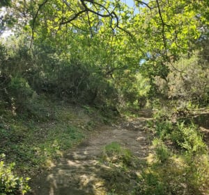 Ramatuelle et les moulins de Paillas par la piste des Fanaux - Ramatuelle - 4