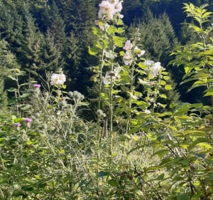 Belcaire - Col du Traouc - Belcaire - 2