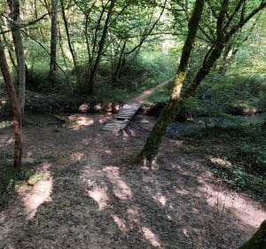 Sauvigny-les-Bois et sa forêt Domaniale - Sauvigny-les-Bois - 2