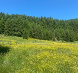 Mont Guillaume par les Séyères depuis Porte de la Forêt - Clémentine - 3