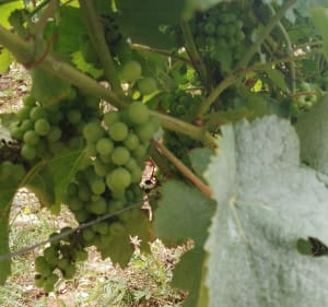 Vignoble et forêt d'Epineuil - Emma - 5