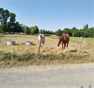 Balade depuis Villedoux par le canal de Marans - sophie - 3