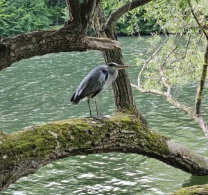 Balade sur les bords du Loiret Olivet - Olivet - 2