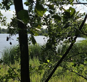 Libellenpad - Harich - Oudemirdum - 2