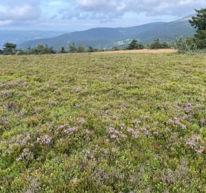 Montée à l’estive, - Valcivières - 2