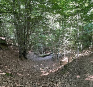 Balade en forêt de l’Ayré depuis Barèges - Barèges - 2