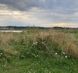 Découverte des marais et de la baie de la canche - Camiers - 4