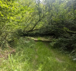 Jonzac entre champs et forêt - David - 5
