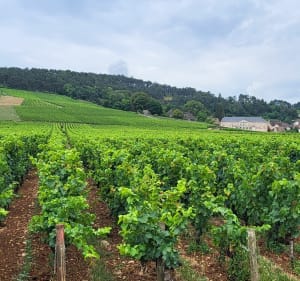 Belle balade dans vignes et villages jusqu'aux falaises - Meloisey - 2