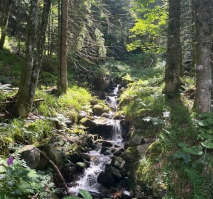 Les Champis et lac de Lispach - La Bresse - 3