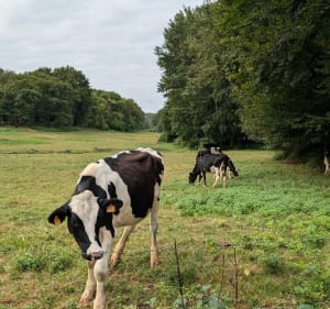 Autour de l'étang de Nouzilly - Nouzilly - 3