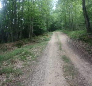 Le bois des Maquisards - Châtel-Montagne - 2