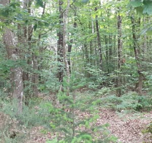 Rando en foret de Berce - Marigné-Laillé - 2