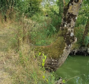 Les Marais Poitevin depuis Triaize - Vincent - 2