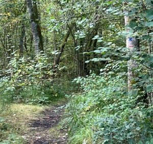 Pontgibaud et sa  forêt communale - JOEL - 5