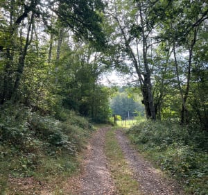Pontgibaud et sa  forêt communale - JOEL - 3