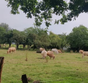 Campagne jusqu'à Tressin depuis Hellemmes - Lille - 2