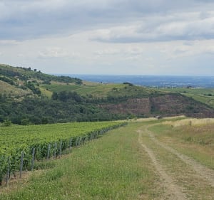 Balade par la Chapelle Saint Bonnet - Blacé - 2