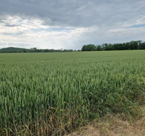 Balade au départ de Courcelles-Sapicourt - Courcelles-Sapicourt - 2
