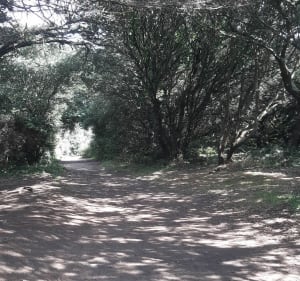 Les plages du sud-ouest de l'île depuis Ker Chauvineau - L'Île-d'Yeu - 2