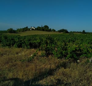 Les communes de l'Agglo du Pays de Lunel en enfilade - Lunel - 2
