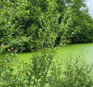 Chemin des digitales en forêt de Secondigny - Secondigny - 2