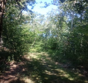 Forêt de Marcenat par Gratau - Saint-Didier-la-Forêt - 2