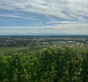 La promenade du grand cru de Vorbourg - Rouffach - 2