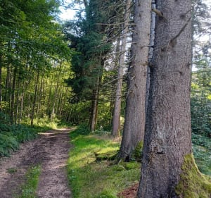 Parcours 4 - Patrimoine et Nature à Sondreville - Ban-sur-Meurthe-Clefcy - 2