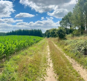 Manoir de la saudray et ses alentours - Plumelec - 2