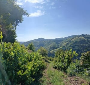 La route du vin du Fel entre monts cantaliens et vallée du Lot - Entraygues-sur-Truyère - 2