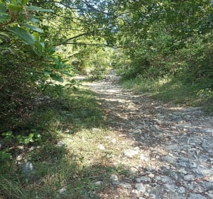 Entre vigne et forêts par l'Aérodrome d'Alès - Méjannes-lès-Alès - 2