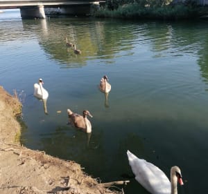 Les rives du Loup côté Cagnes - Cagnes-sur-Mer - 2
